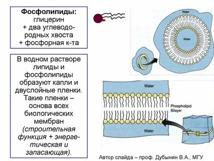 Двойной слой липидов мембраны