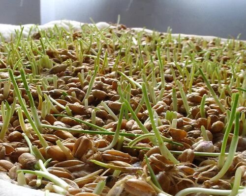 зерно самогон. проростки семян пшеницы 150гр. проращивание пшеницы для самогона. проросшая пшеница для самогона. пророщенная пшеница для самогона.