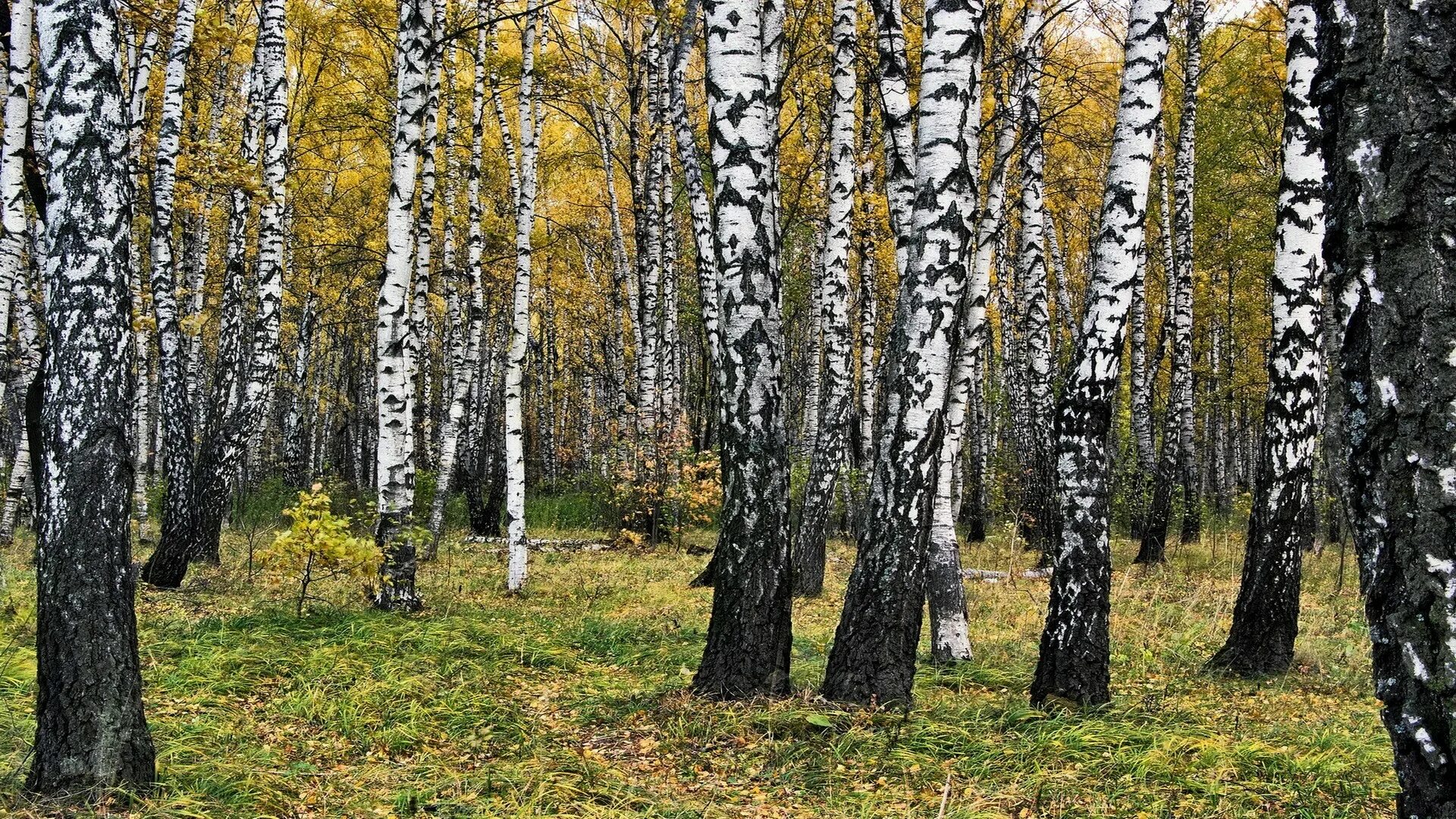 Лес совсем уж