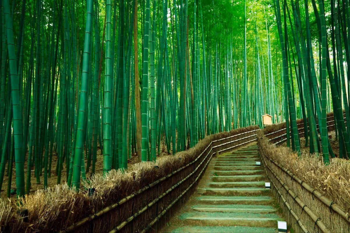 Самый зеленый класс. Бамбуковый лес Сагано Япония. Бамбуковая роща Арасияма, Япония. Бамбуковая роща Сагано парк Арасияма Киото. Бамбуковая роща Сагано в Киото.