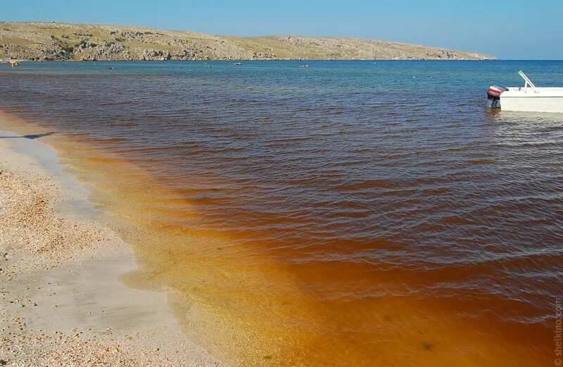 азовское море в августе цветет. цветенение азрвского моря. эвтрофикация азовского моря. азовское море цветет. азовское море зацвело.