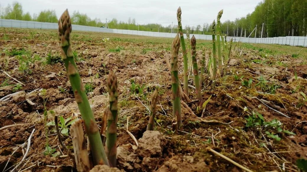 Спаржа Огородная. Спаржа на грядке. Всходы спаржи. Спаржа растет. Спаржа урожай