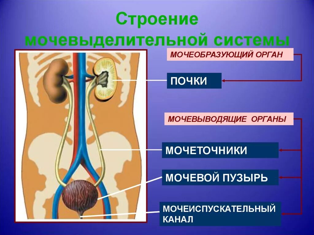 Органы выделения тест 8 класс. Выделительная система строение почки. Органы мочевыделения почки мочеточники мочевой пузырь. Система органов выделительная органы почки мочевой пузырь функция. Схема строения мочевыделительной системы человека.