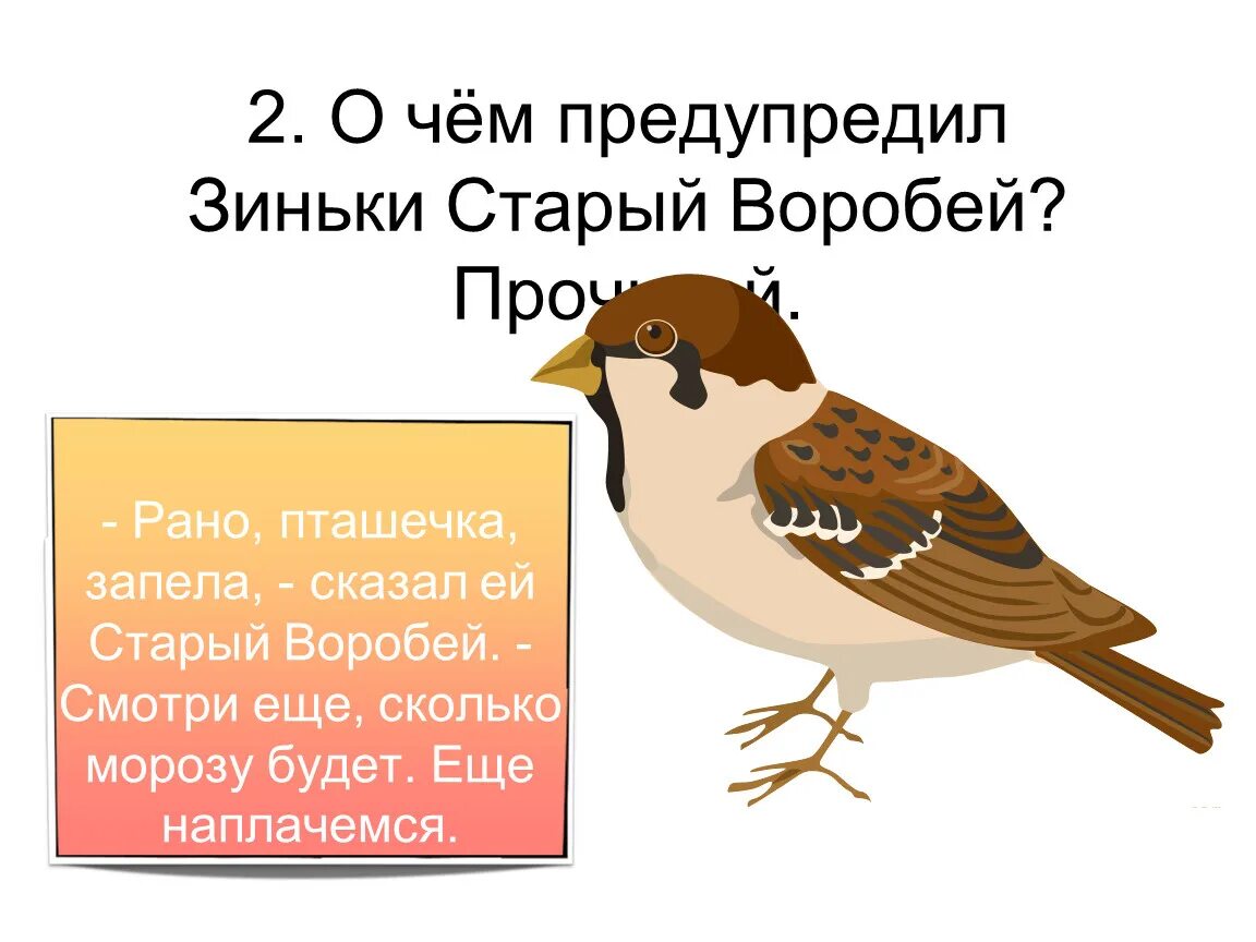 Текст старый воробей. Рассказ про старого воробья. Как назвать воробья. Как старый Воробей назвал Зиньку. Почему воробья назвали Воробьем.