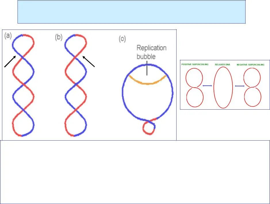 Форма кольцевой днк. Отрицательная и положительная суперспирализация ДНК. Отрицательная и положительная сверхспирализация. Сверхспирализация ДНК. Суперскрученность ДНК.