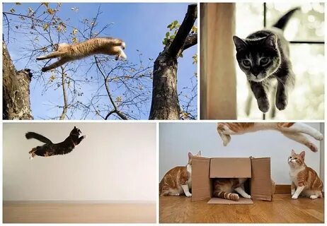 Кот умеет читать