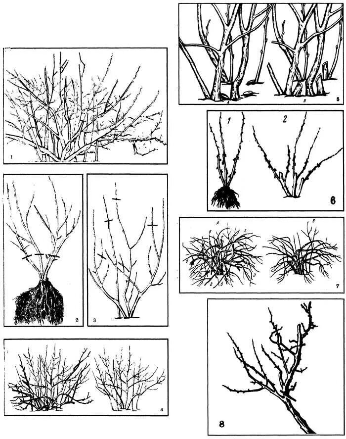 Обрезка крыжовника весной для начинающих в картинках. Схема обрезки крыжовника. Обрезка крыжовника осенью. Схема обрезки крыжовника весной. Обрезка крыжовника осенью схема.