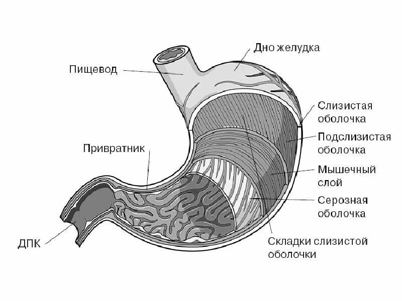 Строение желудка биология. Схематическое строение стенки желудка. Строение желудка человека анатомия схема. Строение желудка слои желудка. Слои стенки желудка анатомия.