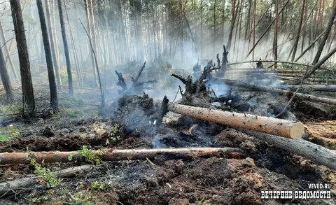 Площадь лесных пожаров