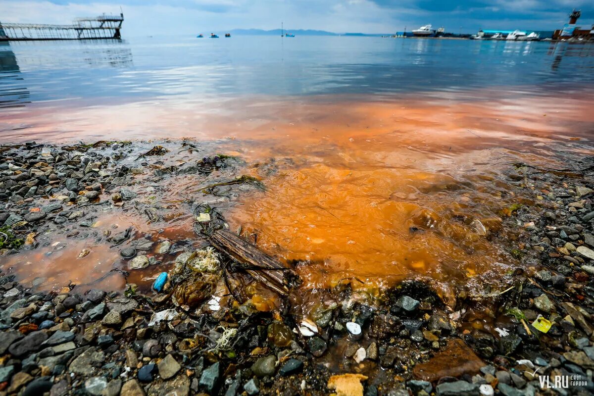 Цветение водорослей во Владивостоке. Красный прилив Владивосток. Оранжевые водоросли в море. Цветение микроводорослей Владивосток.