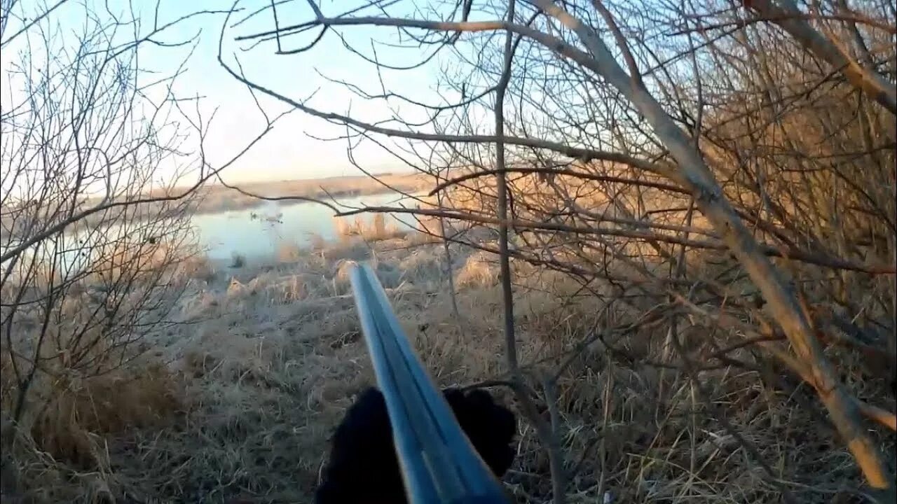 С подсадной на селезня видео. Весенняя охота на селезня с подсадной. охота с подсадной уткой весной в волгоградской области 2025. охота с подсадной уткой весной. охота на утку с подсадной уткой.
