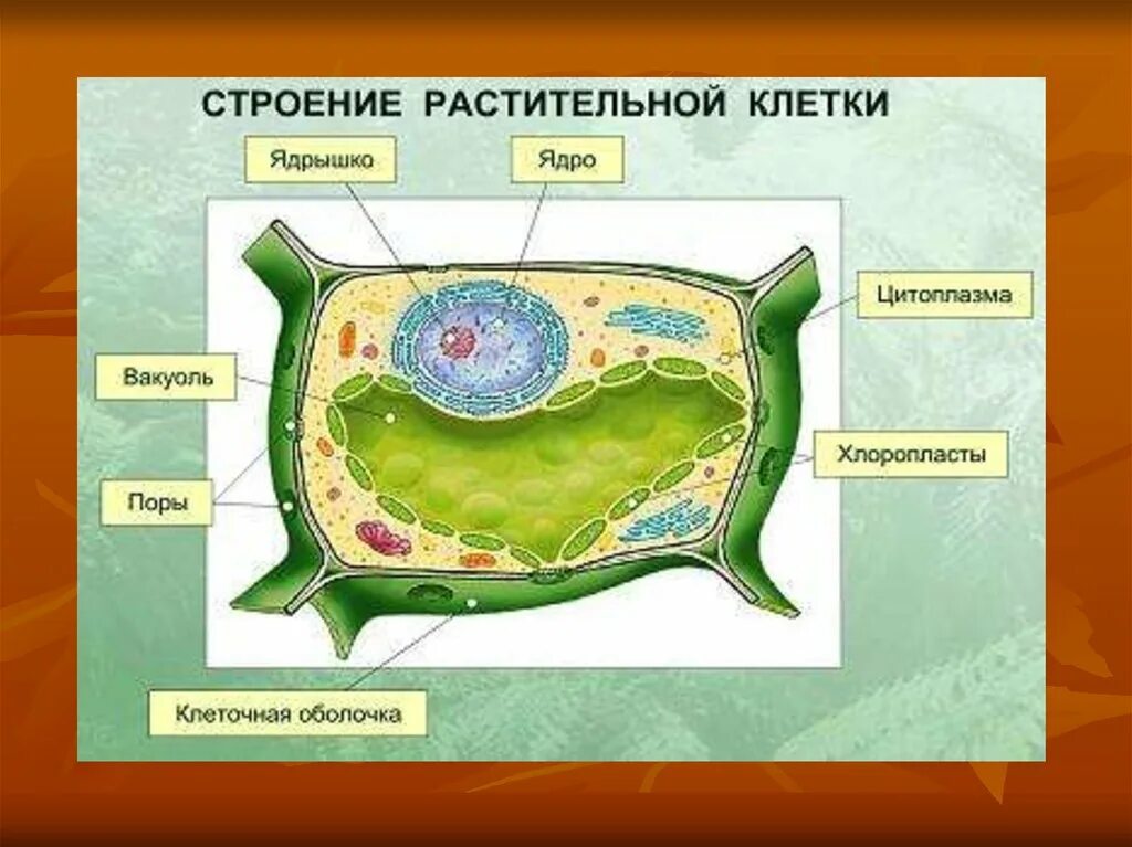 Связь между клетками растительная клетка. Биология 5 кл строение растительной клетки. Нарисовать строение растительной клетки 5 класс биология. Модель строение растительной клетки биология 6 класс. Модель аппликация строение растительной клетки.