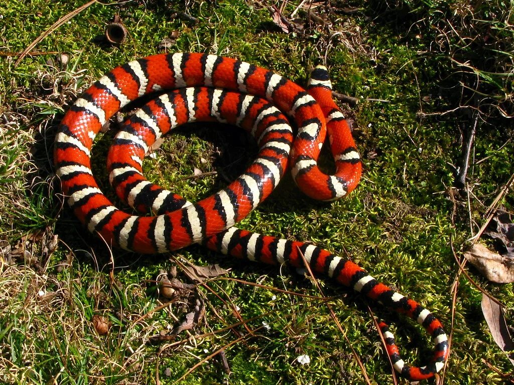 Lampropeltis pyromelana. Аризонская Королевская змея. Lampropeltis pyromelana knoblochi. Горная Королевская змея (Lampropeltis Alterna).