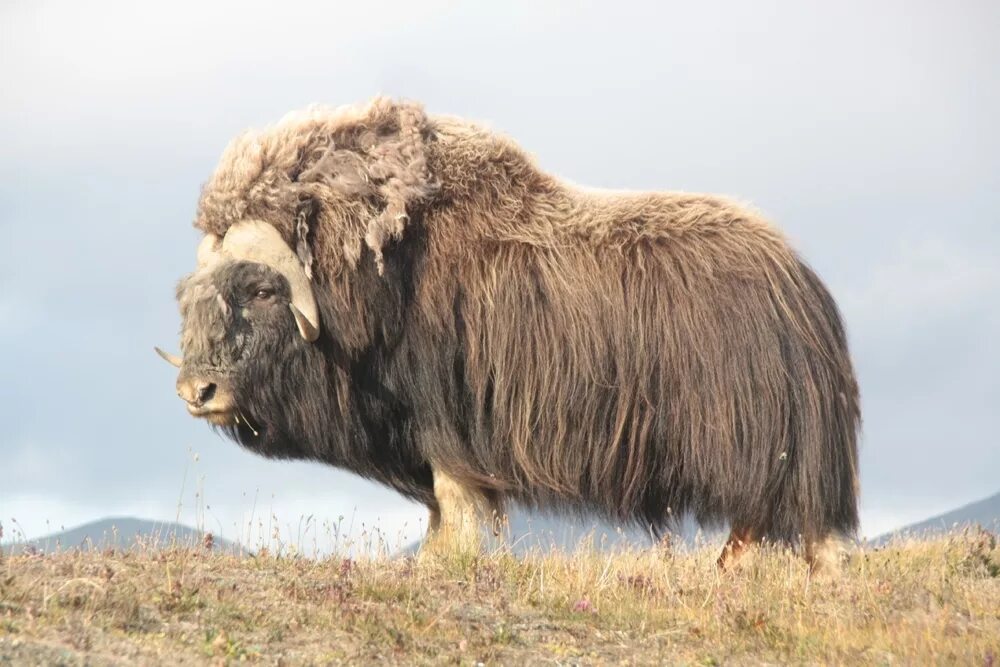 заповедник остров врангеля овцебык. овцебык в тундре. белый овцебык. белый овцебык. овцебык белый.