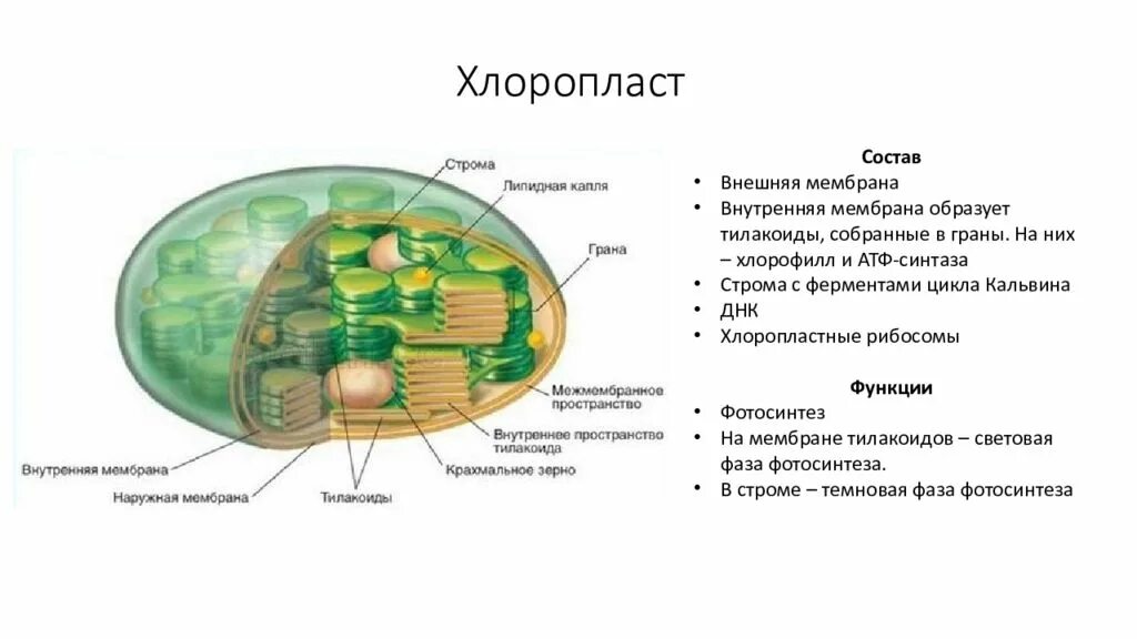 В световой микроскоп хорошо видны органоиды