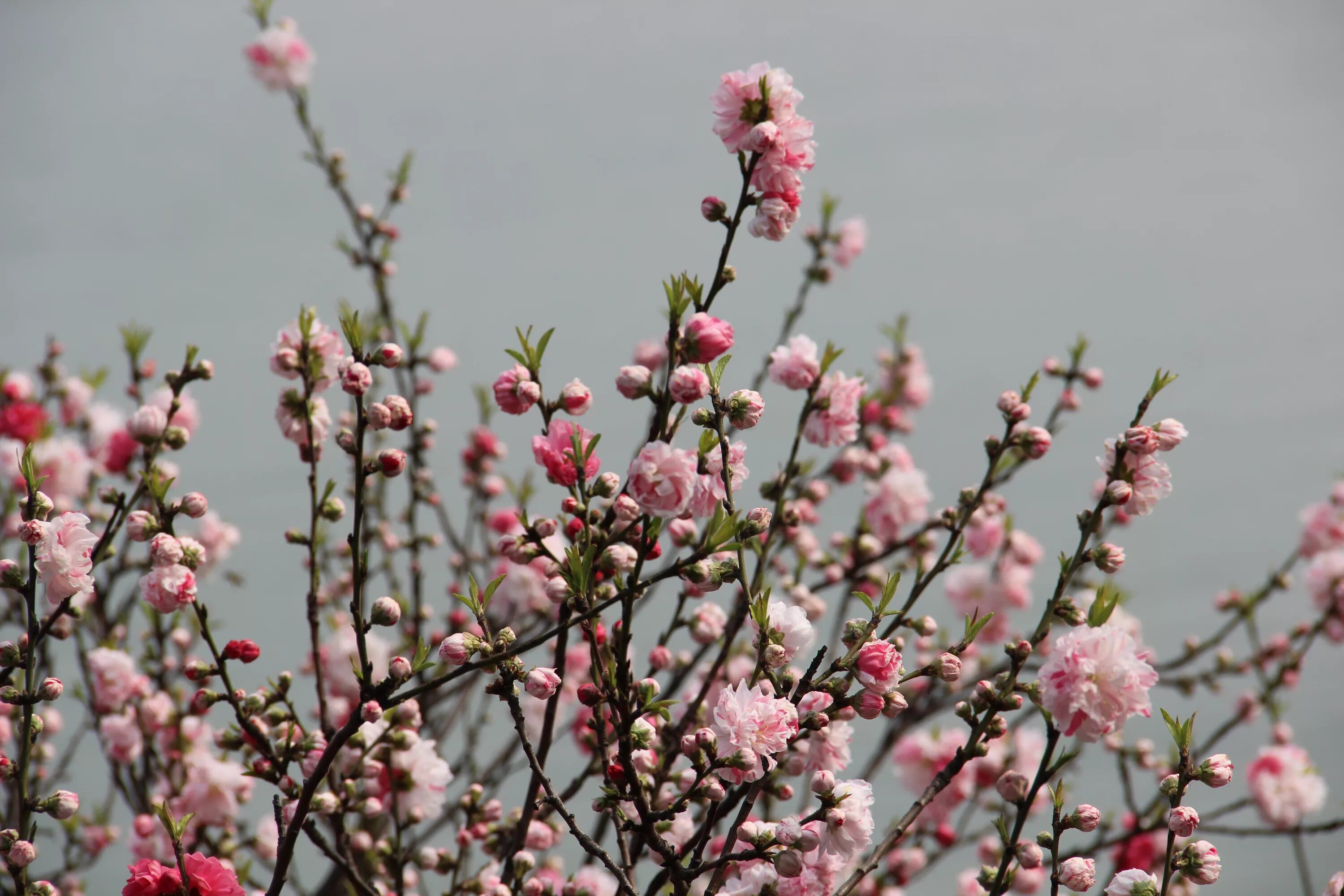 Кустарник цветущий розовыми цветами ранней весной. Сакура кустарник. Слива иволистная цветёт. Цветущая слива.