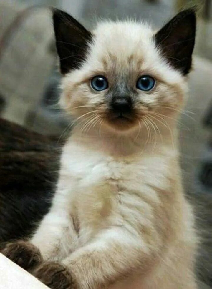 Где найти хорошего кота. Балинезийская кошка. Сиамские котята. Сиамская кошка. Красивые котята.