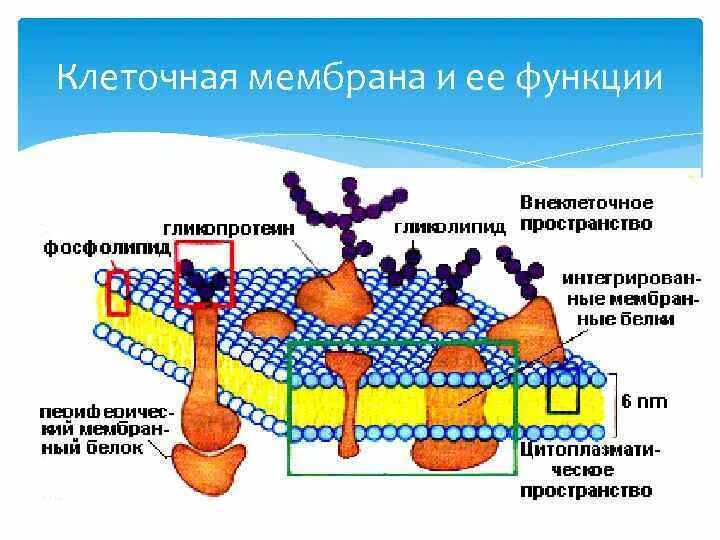 Клеточная мембрана структура и функции. Функции наружной мембраны клетки. Функции клеточной мембраны.