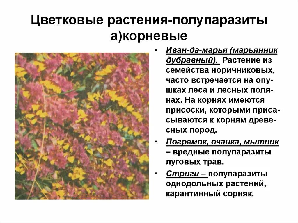 Паразитирующие растения примеры. Растения паразиты. паразитические и полупаразитические цветковые растения. паразитические виды растений. цветковые растения паразиты.