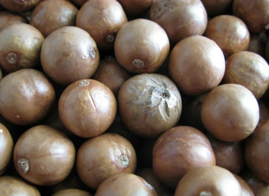 Что значит макадамия. Macadamia integrifolia. малазийский орех. макадамия интегрифолия (integrifolia). семена макадамии.