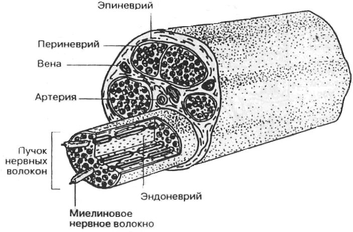 Внутреннее строение нерва. Строение периферического нерва эндоневрий. Строение периферического нерва гистология. Строение периферических нервных волокон. Строение нерва эпиневрий.