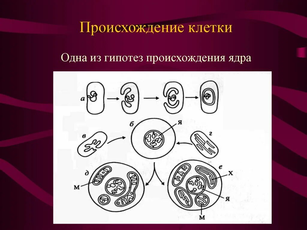 Возникновение клетки с ядром. Гипотезы появления клетки. Происхождение клетки. Появление ядерных клеток.