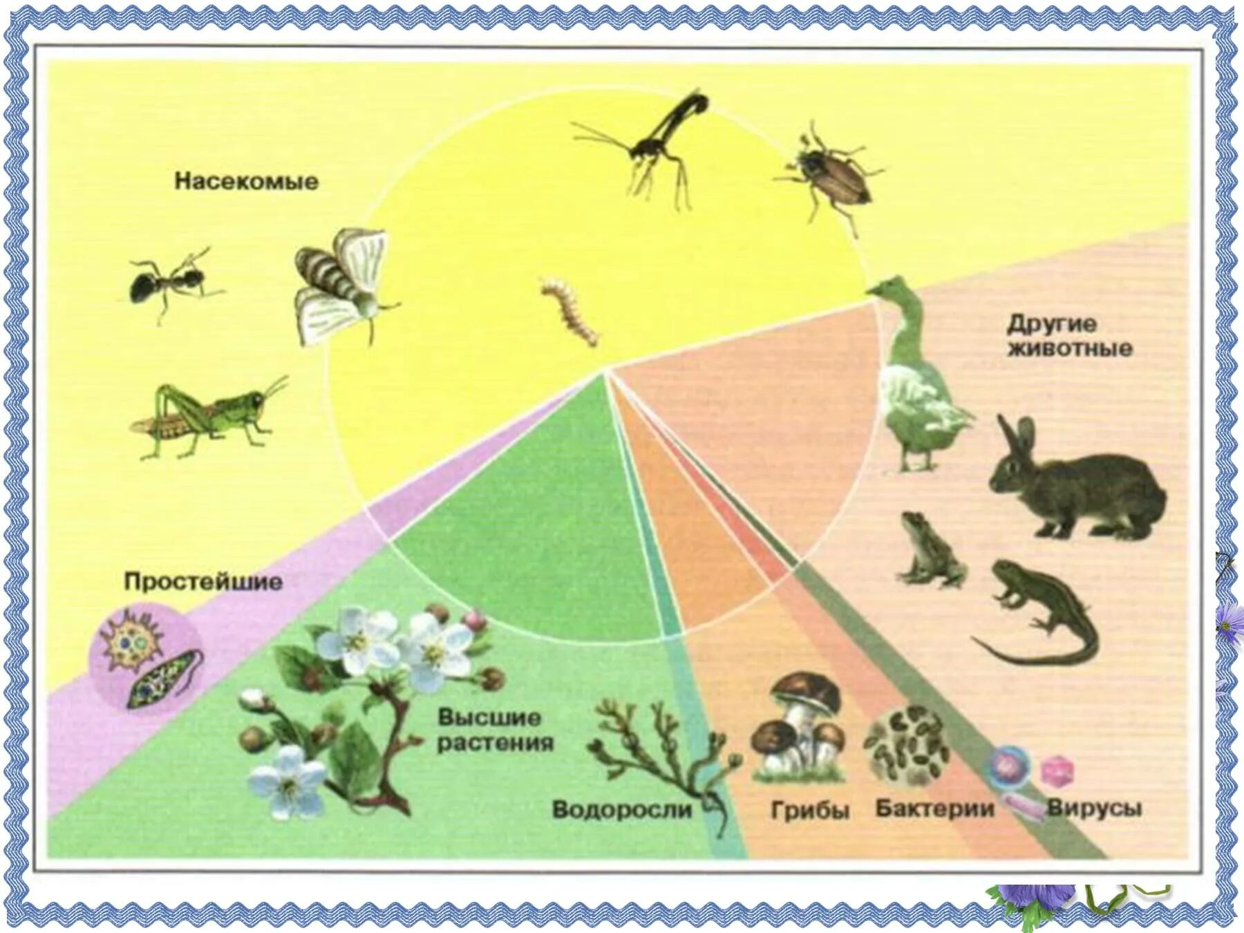 Все живые организмы в том числе. Число видов насекомых. Число видов живых организмов на земле. Численность видов животных. Многообразие видов на земле.