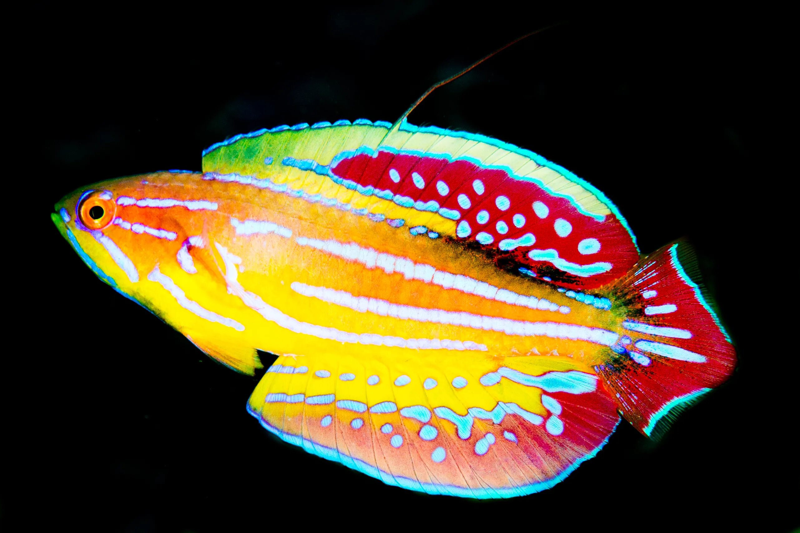 Аквариумная рыбка Голиаф. Меланезии аквариумные рыбки. Угреподобные аквариумные рыбки. Paracheilinus attenuatus.