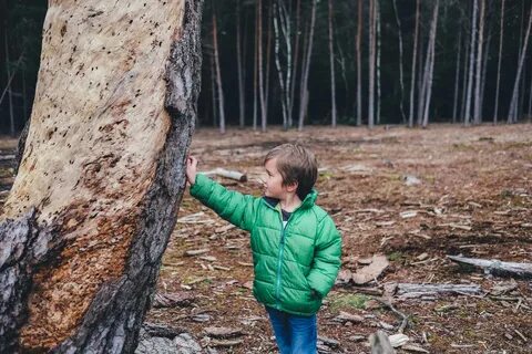 За деревьями леса не видно значение