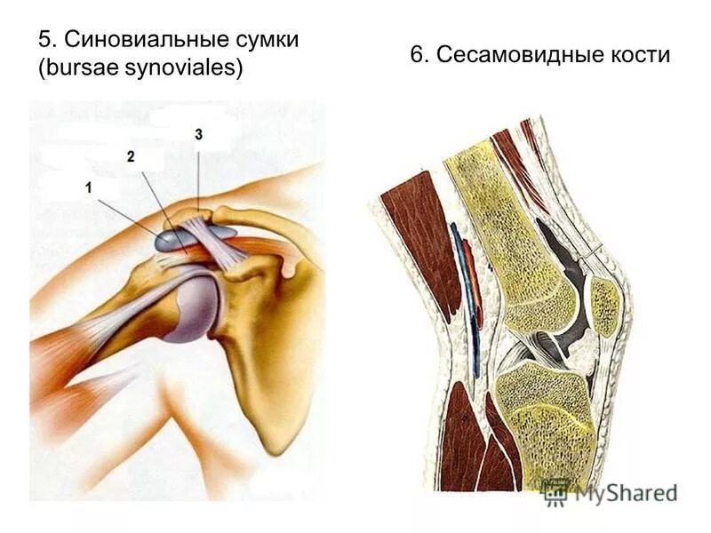 Синовиальные завороты коленного сустава. Синовиальные сумки коленного сустава анатомия. Синовиальные сумки, Bursae SYNOVIALES. Завороты коленного сустава анатомия.