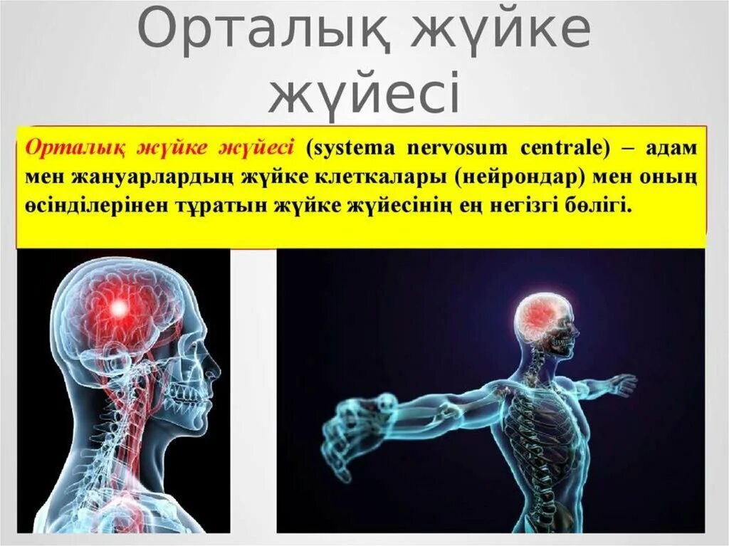 Жүйке физиологиясы презентация. Нерв жүйесі. Жүйке жүйесі презентация. Жүйке жүйесі физиологиясы презентация.