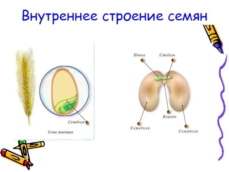 Семя внешнее и внутреннее строение. Строение семени редиса. Строение семени. Внешнее и внутреннее строение семени. Внутренне строение семени.