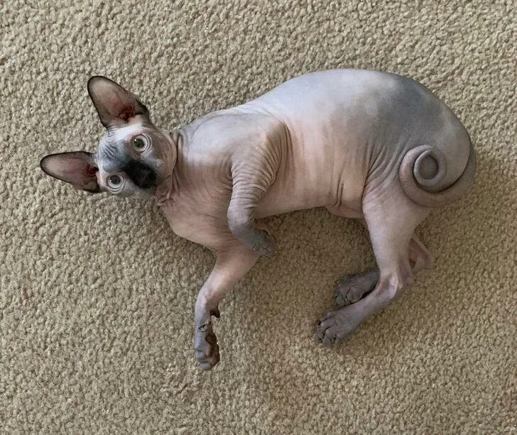 донской сфинкс пушистая кошка. сфинкс порода кошек референс. сфинкс кошка вид сзади. канадский сфинкс хвост. донской сфинкс.