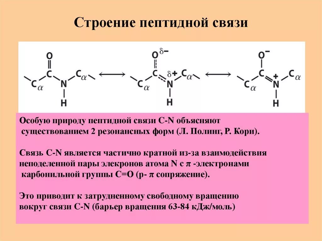 Полипептиды свойства. Строение пептидной связи аминокислот. Электронное строение аминокислот. Конформационное строение пептида. Пептиды. Пространственное строение пептидной группы..