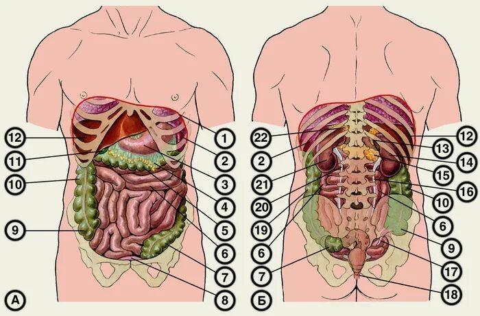 Органы живота. Внутренние органы человека схема сзади. Внутренние органы человека схема расположения вид сзади. Органы человека сзади со спины. Строение органов брюшной полости сзади.