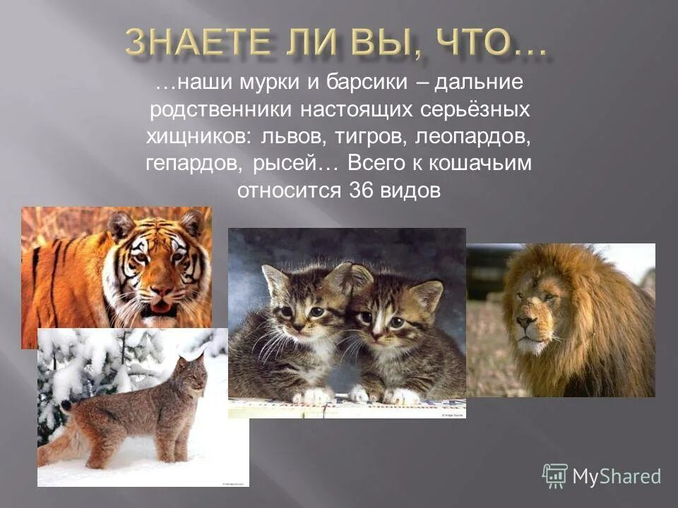 Ближайшие и дальние родственники. Родственные животные. Родственники тигров. Лев и тигр родственники. Интересные факты о львах тиграх и рысях.