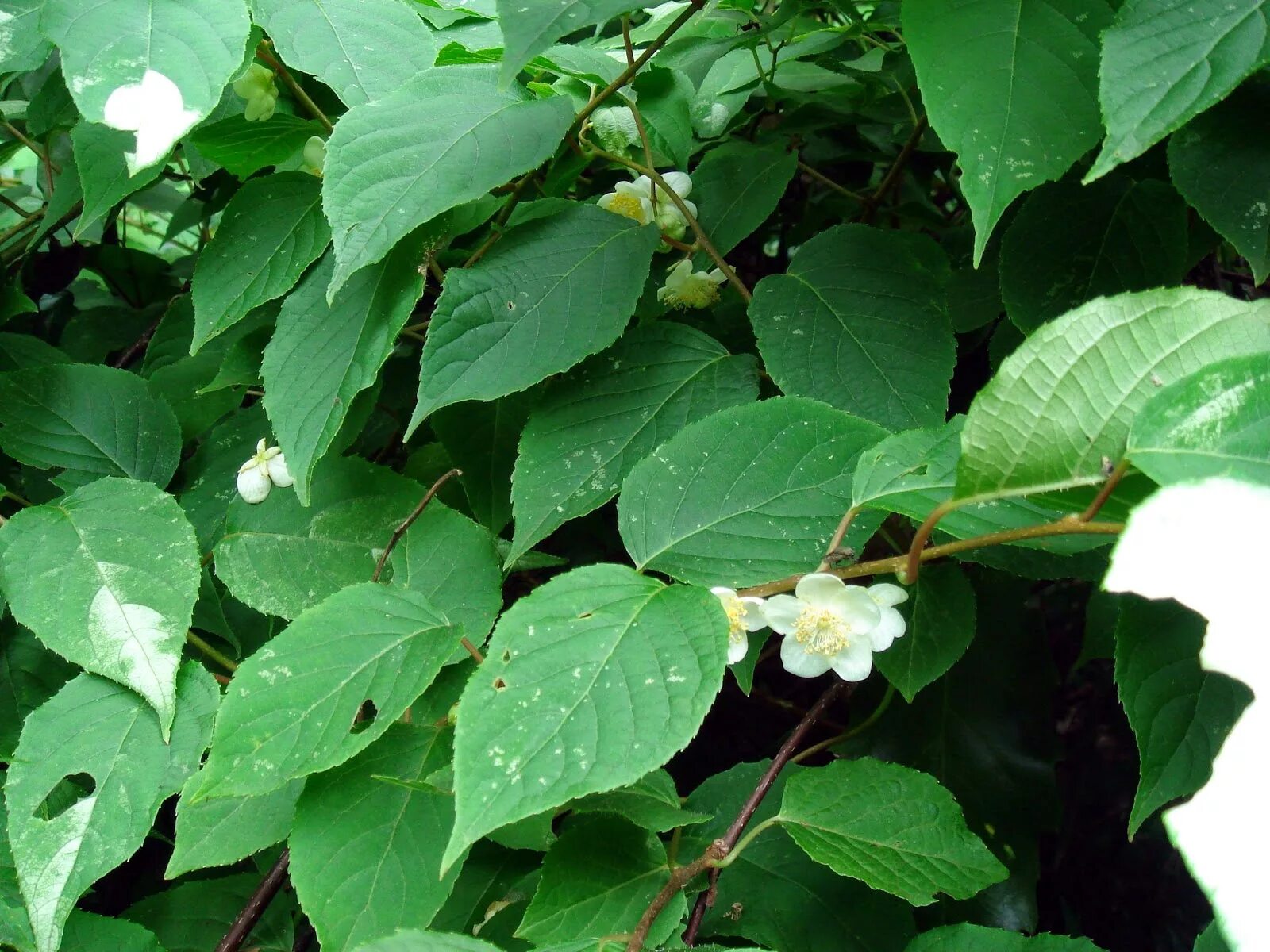 Актинидия многобрачная. Актинидия полигамная (Actinidia polygama). Актинидия полигама Лесная. Китайская актинидия почему