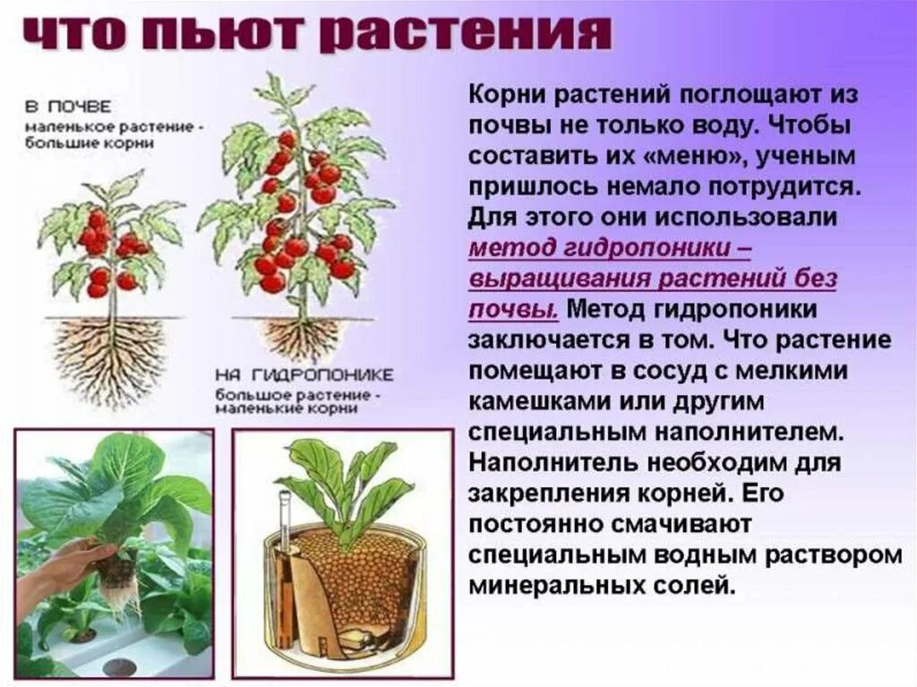 Напиться корень. Растение употребляют. Роль корня в жизни растения. Корень жизни растение.