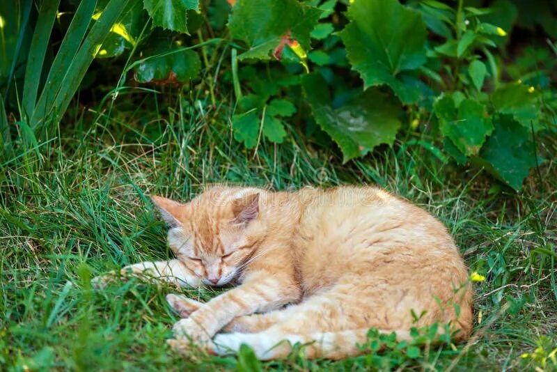 Sleeping in the garden. Sleeping in the garden
