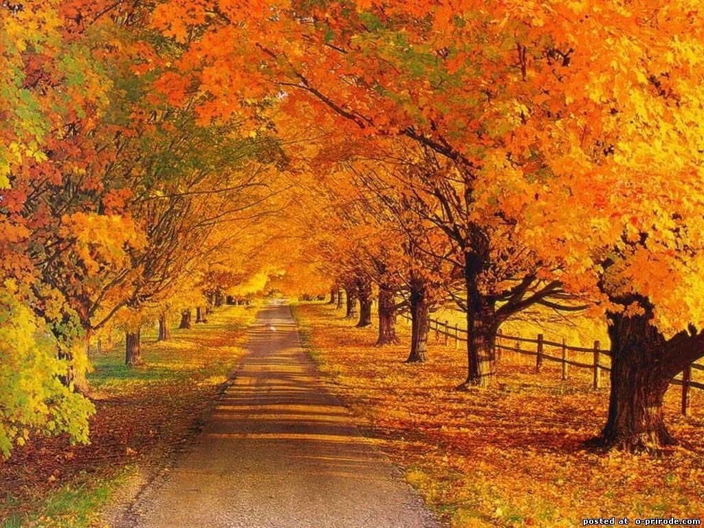 Придет осень золотая. Осень. Золотая осень. Красивая осень. Осенние картинки.