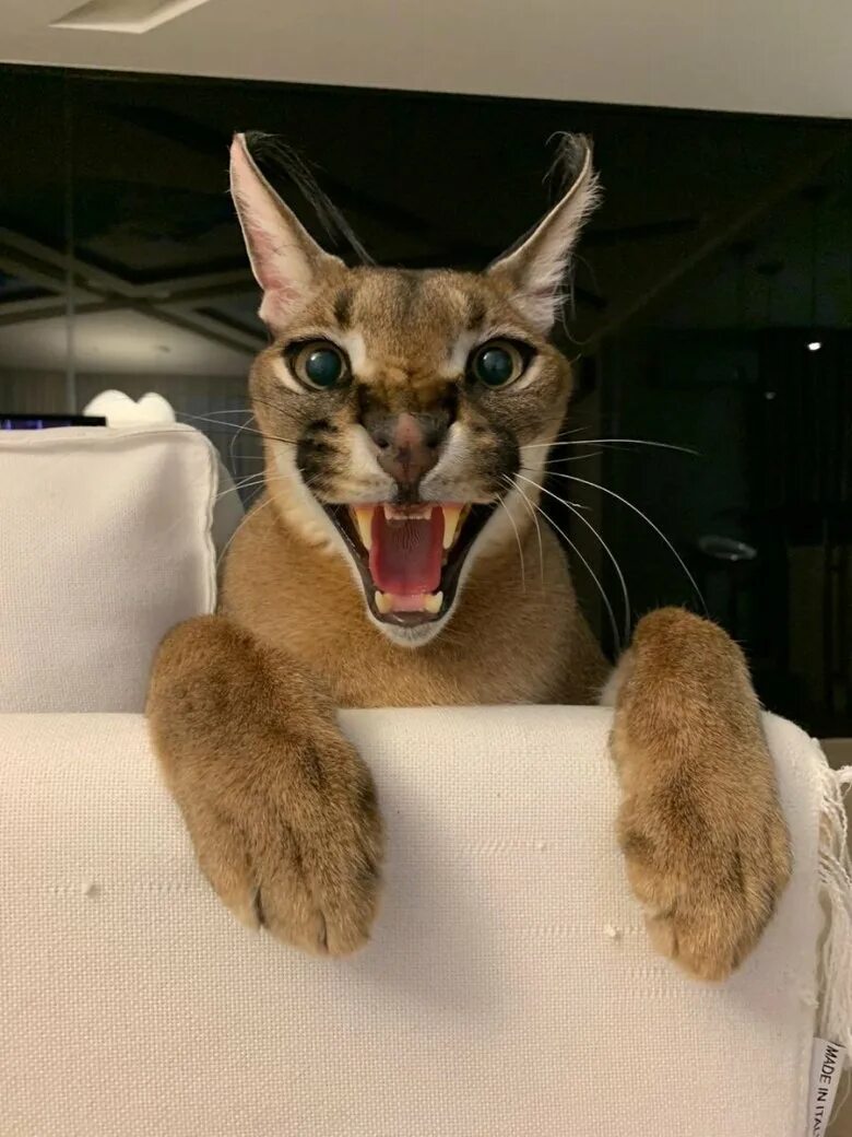 Каракал гоша. Большой шлёпа каракал. Котята породы каракал. Флоппа. Каракал гоша шлепа.