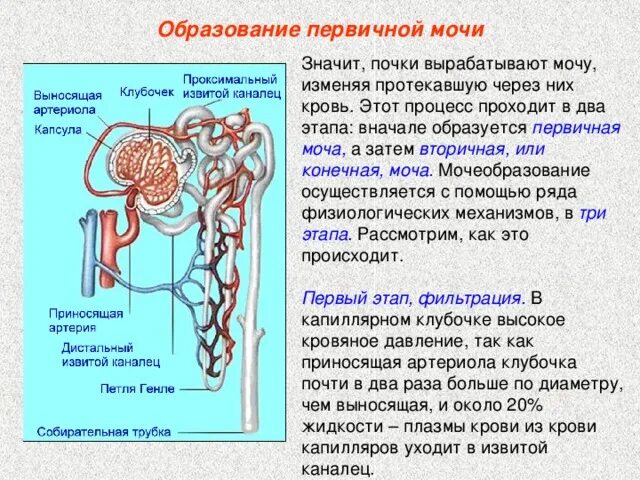 Механизм образования вторичной мочи. Строение нефрона и этапы образования мочи. Механизм образования мочи в почках схема. Этапы образования вторичной мочи.