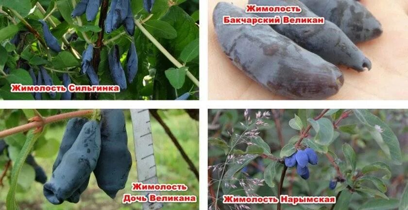 Жимолость сорт бакчарский великан. Жимолость сорт жимолости бакчарский великан. жимолость съедобная ленинградский великан. бакчарский великан сильгинка жимолость.