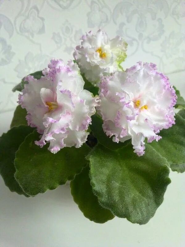 Фиалка фея и описание сорта. Сорт фиалки фея дадоян. Фиалка фея дадоян. Фиалка фея дадоян. Фиалка фея дадоян.