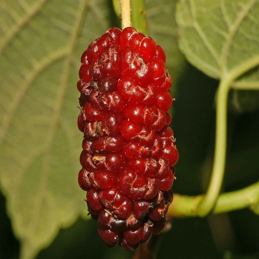 Шелковица morus. Шелковица красная (morus rubra ). Шелковица morus rubra. Шелковица morus. Шелковица morus.