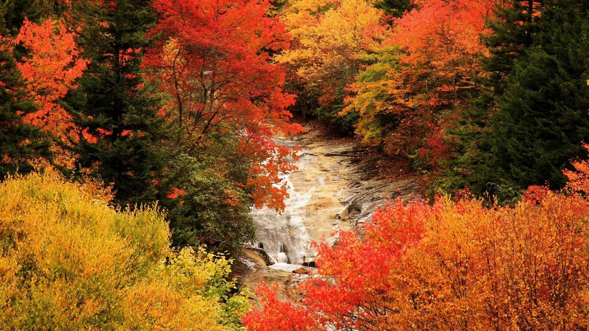 Былым осенью. Природа осень. Красивая осень. Осень фото красивые.