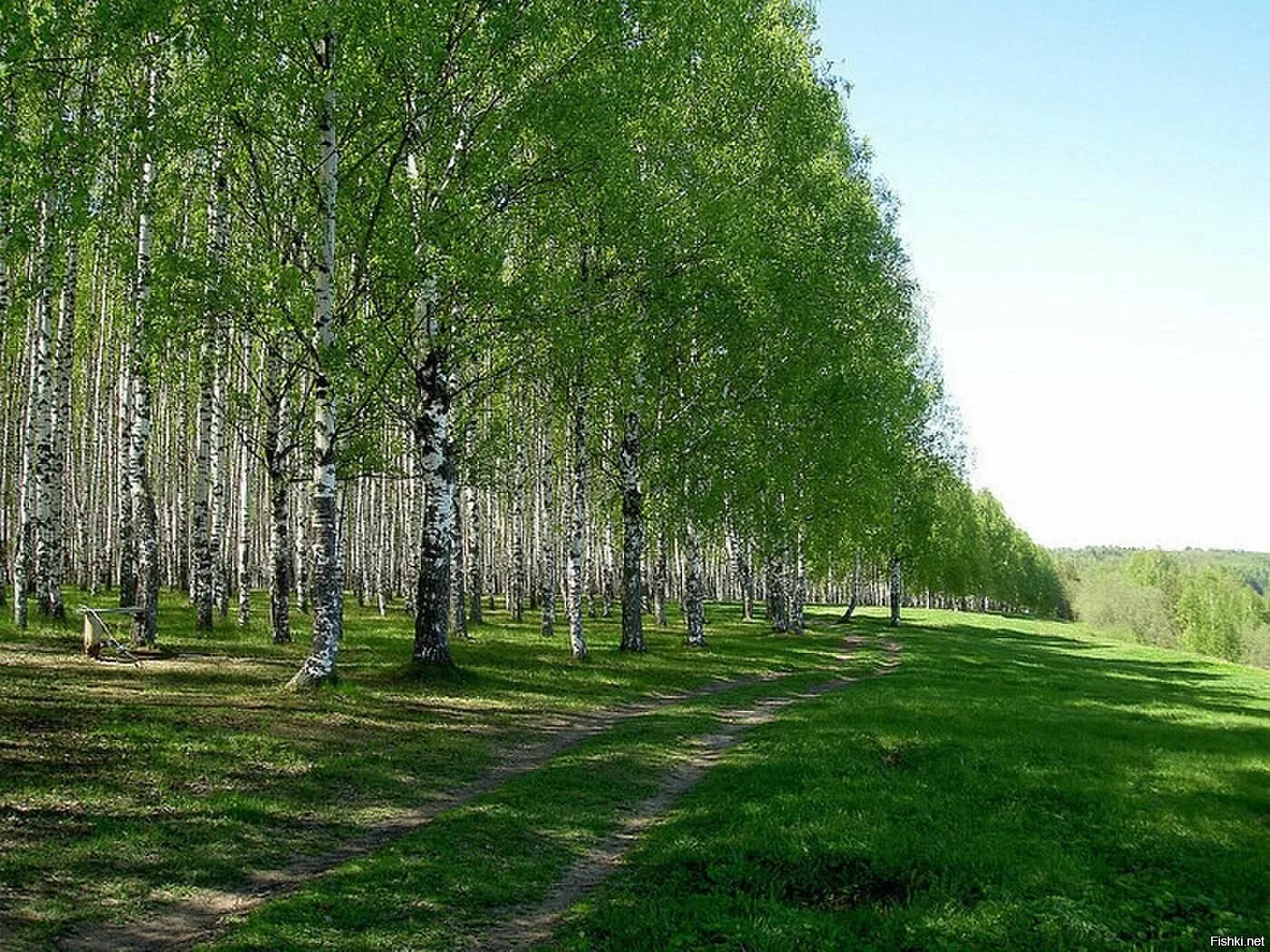 Алтай березы. Березовая роща Тверь. Берёзовая роща Курск. Новосибирская область Березовая роща.