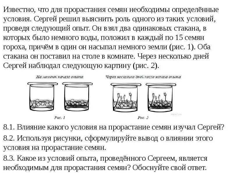 Влияет ли температура на прорастание семян гороха. Условия прорастания семян гороха. Условия прорастания семян опыт. Опыты по условиям прорастания семян. Условия необходимые для прорастания семян.