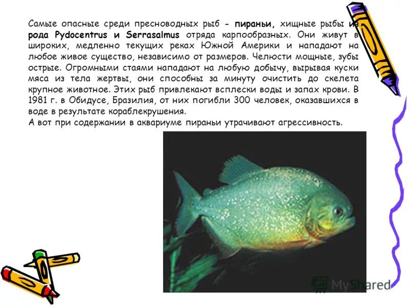Пиранья пресноводная. Среды жизни рыб. Влияние температуры воды на рыб. Обитатели пресноводных водоемов. Влияние аквариума на человека.