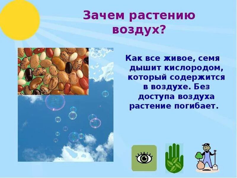 Кислород необходим для дыхания. Выделение кислорода на свету. Растениям нужен кислород. Растения, которые обогащают воздух кислородом. Растения поглощают углекислый газ.